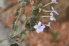 Barleria acuminata